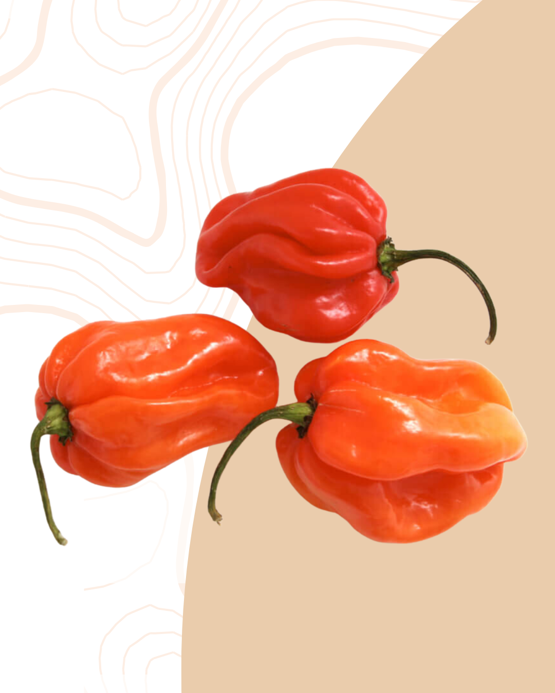 Le piment HABANERO